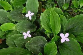 山奈可除湿止痛，可治风虫牙痛，山奈的栽培技术，赶紧来围观了解图片