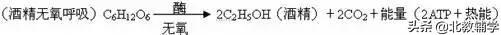 「高考·生物」高中生物重要规律性关系、公式精华汇总