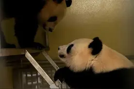 圈粉全球的不止有云南大象，还有萌萌的它图片