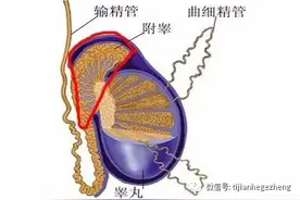 招飞体检可以接受附睾增大、附睾结节或附睾囊肿吗？图片
