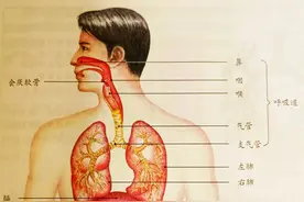 每日一话:你了解人体的呼吸系统吗？看这里图片