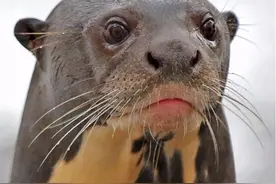 亚马逊河里的王者，猎杀食人鱼把鳄鱼当点心，美洲豹都让它三分图片