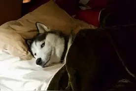 申请出国留学应不应该走中介，什么情况适合自己申请？图片