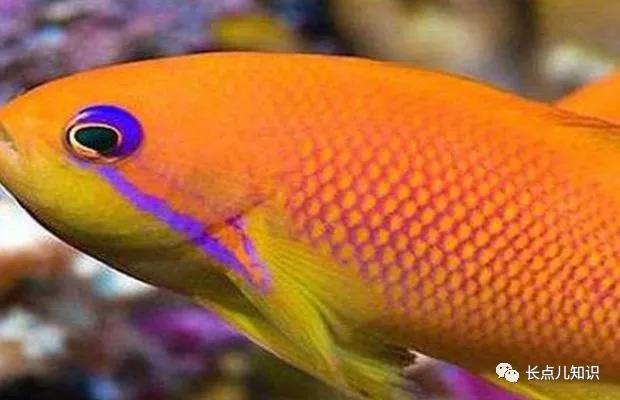 世界十大最贵的鱼 2025年世界十大最贵的鱼翅 世界十大最贵的鱼 2025年世界十大最贵的鱼翅