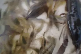 小河里抓的河虾和龙虾，觉得有点如同水墨画图片