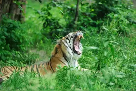 老虎都怕它！四川东北山区传说中的“掏狗儿”，到底是什么动物？图片