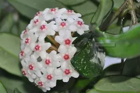 球兰造型百变，花墙打造怎能少了它？3个步骤，扶你上墙图片