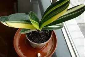 君子兰最怕夹箭，教你一招就解决，花箭窜得高开花真旺盛图片