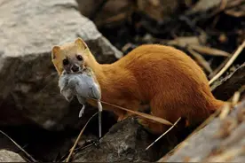 科学研究：为何人们不敢轻易招惹黄鼠狼？这才是最正确的原因图片