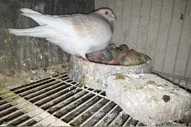 有情有义的鸽子，这是很多外行人不清楚的，你知道鸽子的情谊吗图片