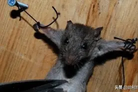 为什么猫叼着老鼠，老鼠不咬猫嘴，人手抓老鼠会被老鼠咬？图片