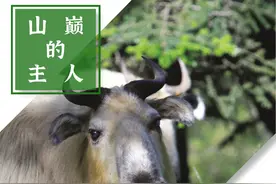 山巅的主人——羚牛图片