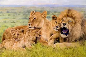 比人类压力还大的雄狮到底多悲惨？一生征战，打不动时死期就到了图片