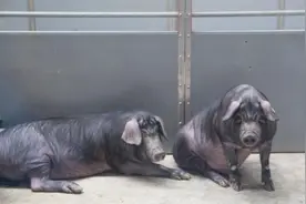 公猪已经失去生育能力，猪场不仅留着，还当做宝这是什么原因？图片