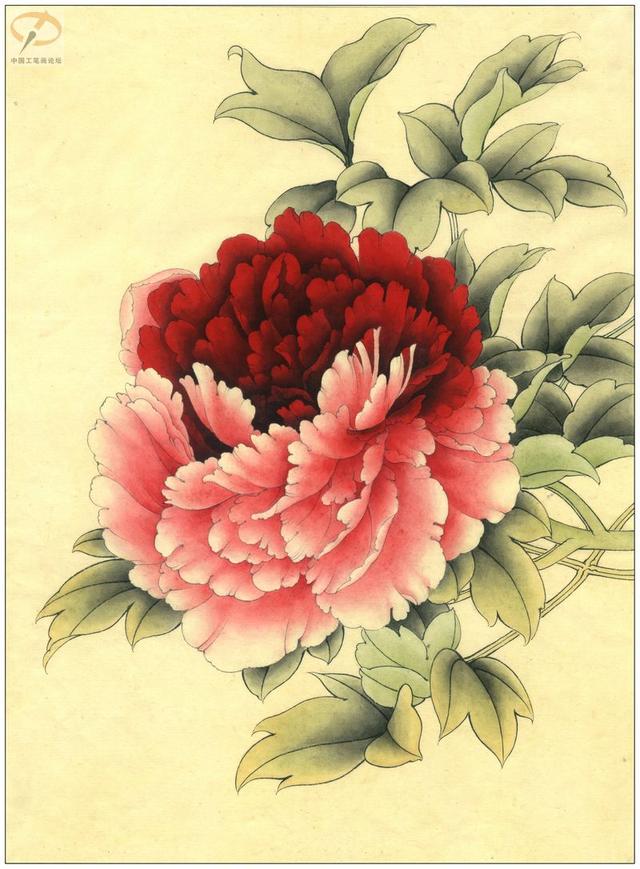 零基础工笔画:分步骤教你花芯设色,花瓣上色画法,快来临摹学习(工笔画