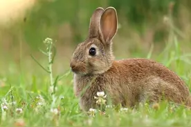 种花生，放几个空酒瓶，可增产几百斤，确有其事，还是空穴来风？图片