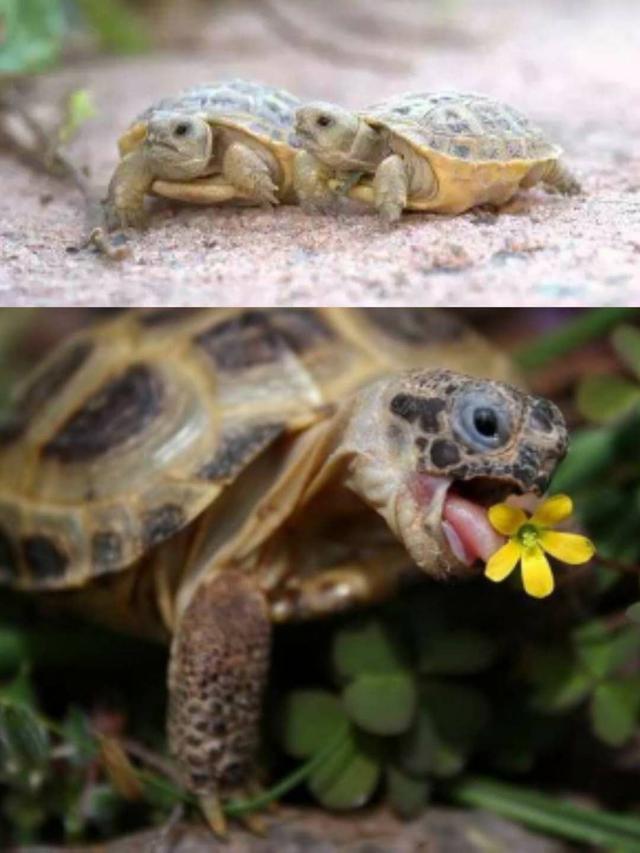 世界上体型娇小的五种迷你乌龟,不用放大境看会很着急的.