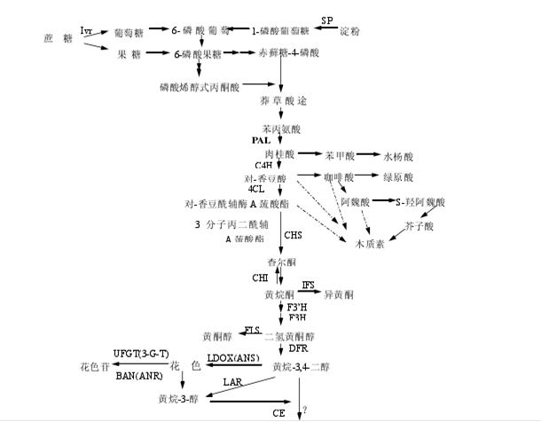很多人对柑橘着色、增甜一知半解！掌握原理，才能根本解决问题