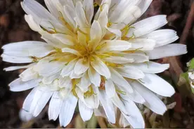 满山遍野寻找的蒲公英开白花，是一新种吗？图片