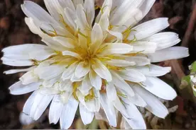 满山遍野寻找的蒲公英开白花，是一新种吗？图片