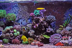 玩海水缸很难吗？其实一点也不难！这些是我玩海缸的经验图片