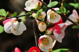 你们能分清木瓜、番木瓜、皱皮木瓜和毛叶木瓜吗？图片