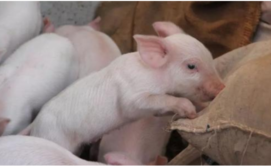 母猪泌乳都需要什么营养？营养缺失对泌乳有什么影响？