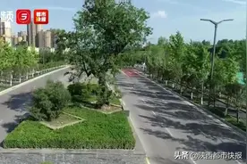 别样风景线！西安“最牛钉子树”让城市绕道修路图片