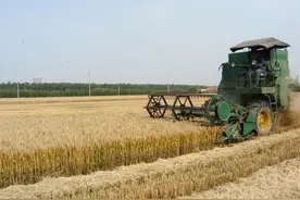 东北即将迎来霜冻，秋粮收获有利好图片