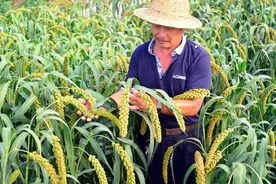 8月7号立秋，2021年秋后是凉还是热？农谚俗语能预测图片