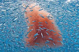 50万吨！俄罗斯“鱼库”大爆发，为什么还要“吃定”南极磷虾？图片