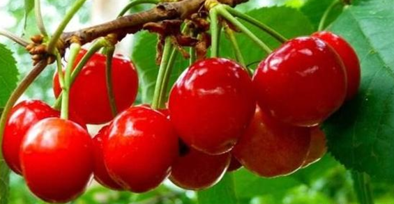 氨基酸对作物有哪些作用？作物什么情况需使用氨基酸？