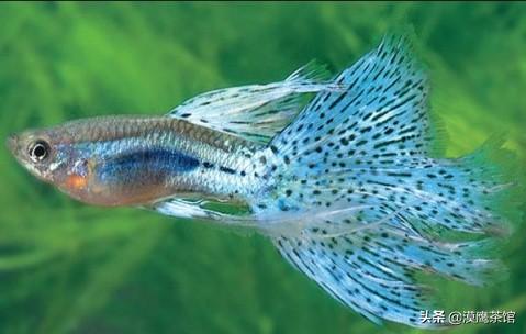 雌雄互换？放电高手？毒死自己？跟随鱼类学家体验神奇的海底世界