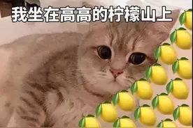 动物表情包分享图片