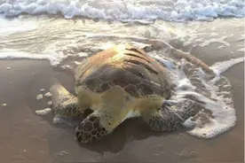 海滩趴着一只大乌龟，一动不动引人疑惑，走近一看令人惭愧图片