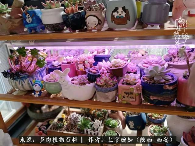 一入肉坑深似海之，我与多肉的不解之缘