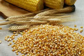 “饲料之王”玉米，喂羊的最佳方法是什么？养殖户真实经验谈图片