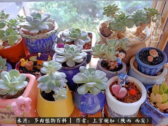 一入肉坑深似海之，我与多肉的不解之缘