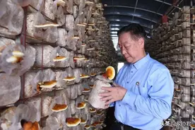 听《山海情》蘑菇专家原型林占熺讲述他的“菌草梦”图片