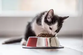 明明饭碗里有食可猫却不吃，弄清楚原因，才会知道猫挑食怎么办图片