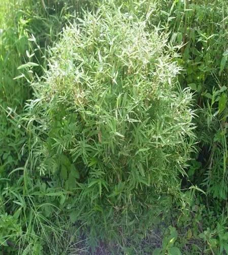 孝顺竹,禾木科刺竹属.灌木型丛生竹,地下茎合轴丛生.