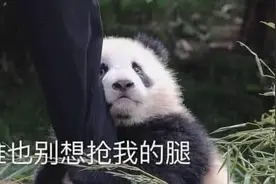 小熊猫刚出生就失去了妈妈，误把饲养员当母亲，一看举动哭笑不得图片