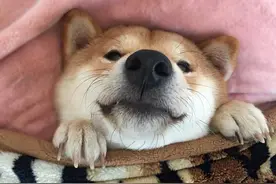 柴犬身上插着把带血的刀，好心人士上前查看，发现被逗比主人骗了图片