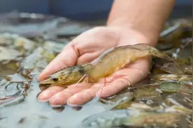 煮虾时，冷水煮还是开水煮？搞清楚3个要点，虾肉鲜嫩Q弹，没腥味图片