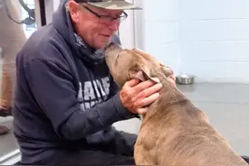 狗狗与主人失散两年后重逢，面对新主人和原主人，狗狗会如何选择图片