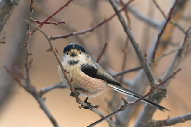 海底最奇特的共生关系，隐鱼为什么喜欢往海参的后面钻？