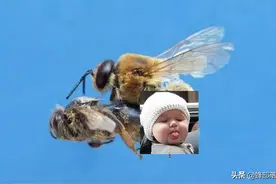 蜜蜂交配完成，蜂王为啥要杀死雄蜂？胡蜂揭秘真相，雄蜂不死更惨图片