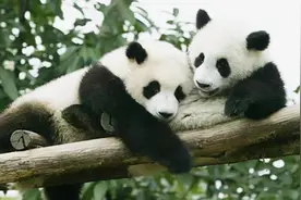 熊猫竟是“伪装者”！专家：黑白皮毛是为了躲避天敌，对手是谁？图片