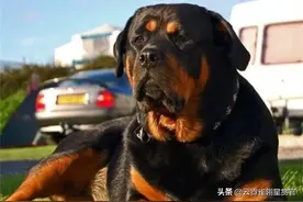 盘点最受欢迎的猛犬，威名震四方，各个都是掌中宝！图片