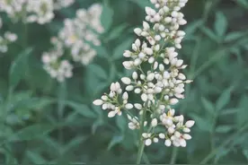 「攻略」发现美-成都植物园（附攻略）图片